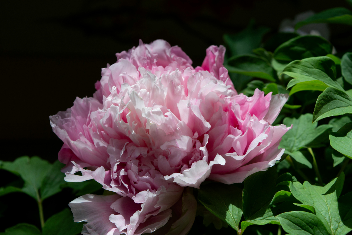 Perché le mie peonie non fioriscono: 6 cause frequenti e come risolverle