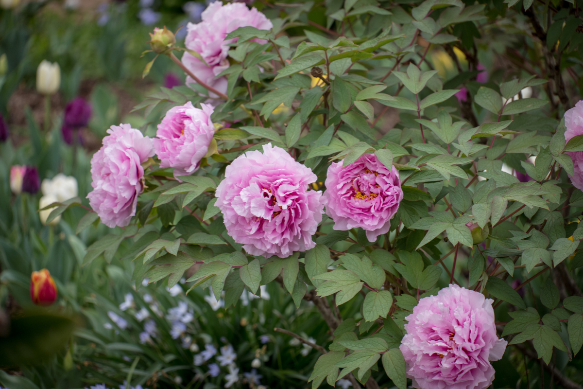 Fiori di peonia rosa su cespuglio ornamentale in giardino.