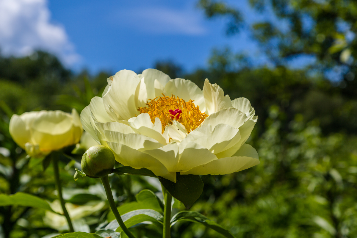 Dettaglio di peonia gialla in giardino con sfondo naturale.
