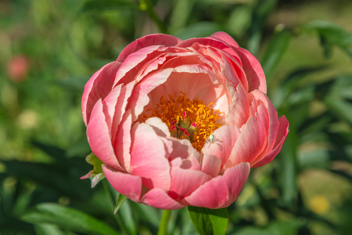 Dettaglio di peonia rosa corallo in giardino con foglie verdi.