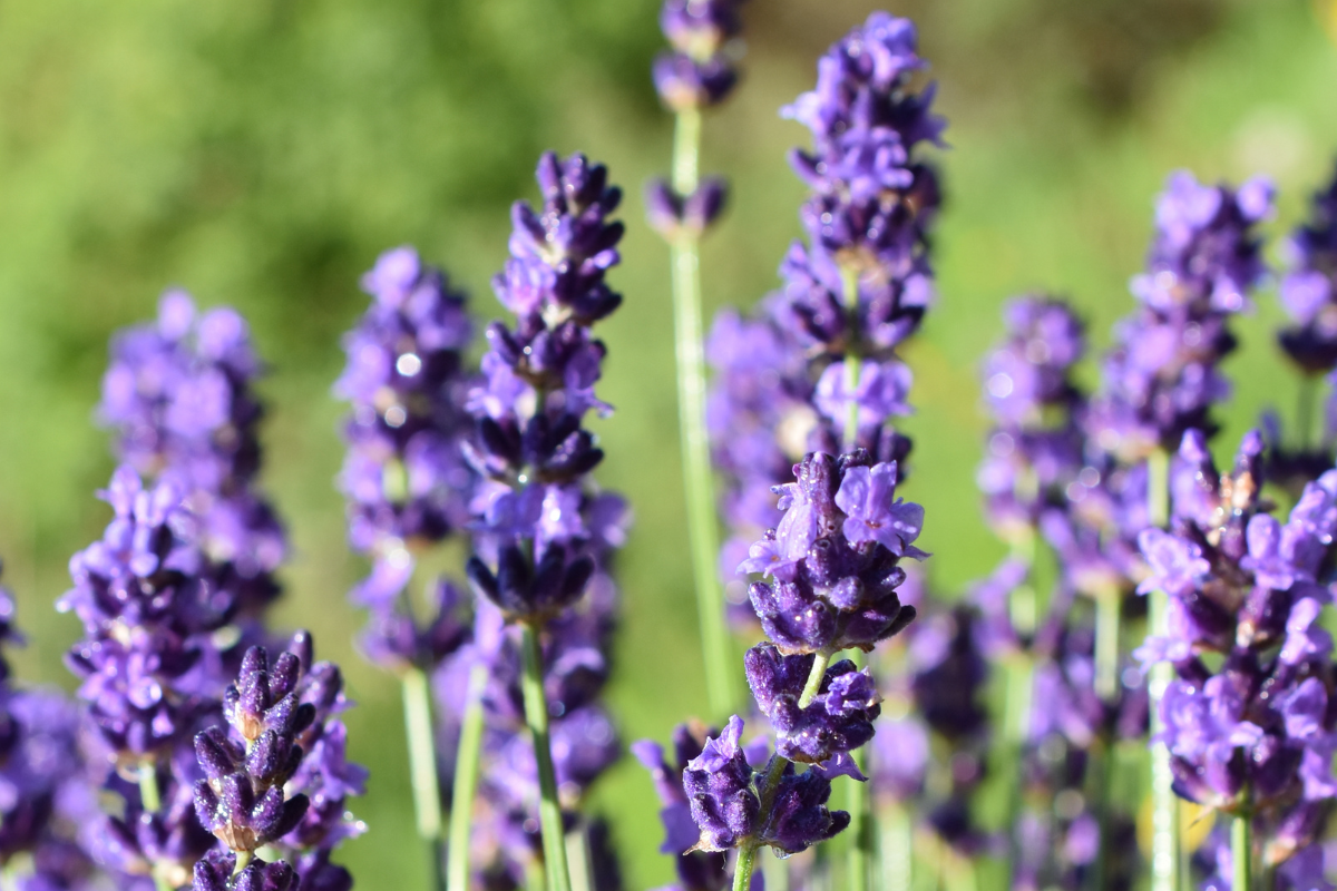 Lavanda in fiore con fiori viola e steli sottili.