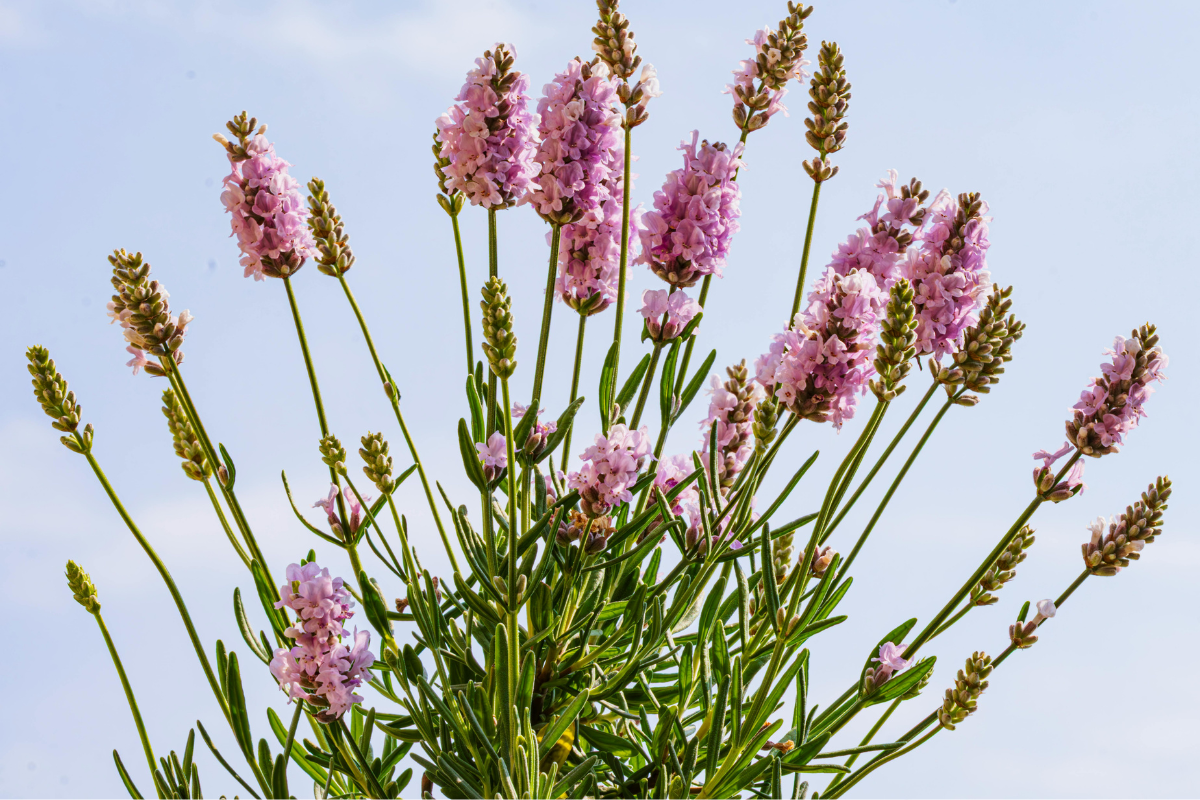 Lavanda rosa (Lavandula angustifolia rosea): caratteristiche, cura e dove usarla