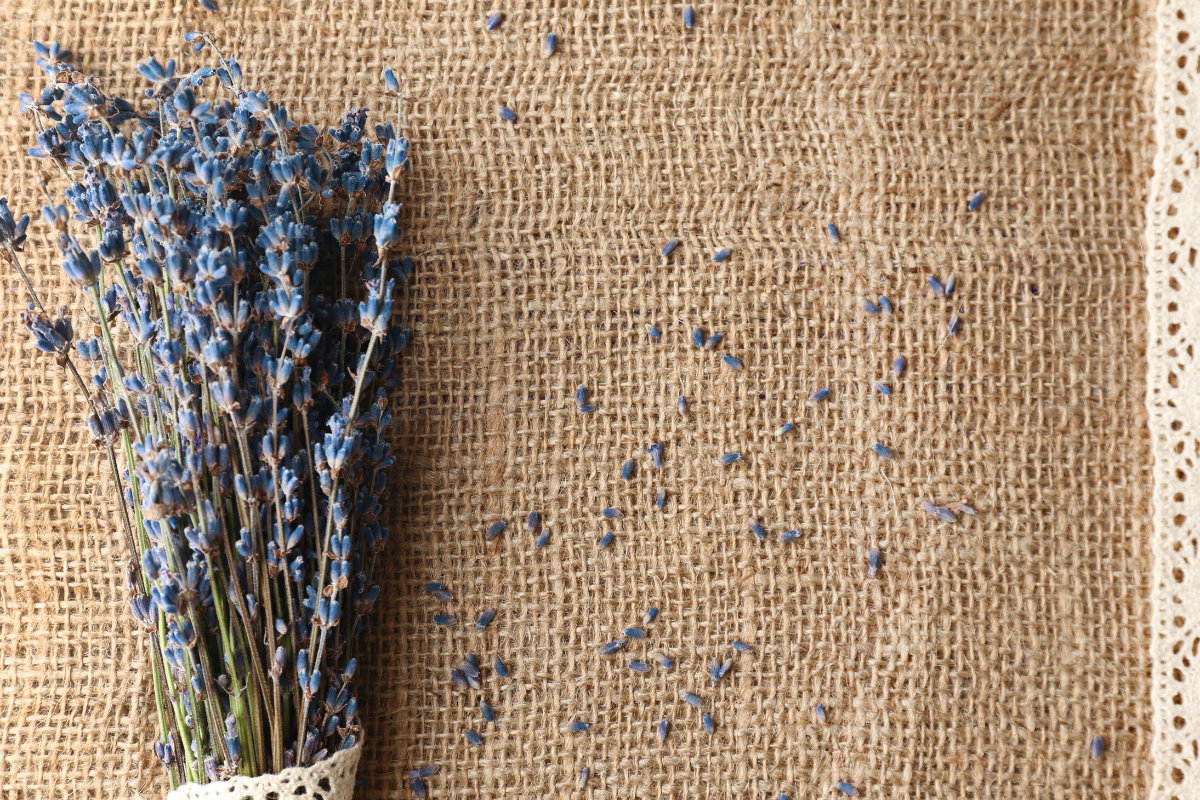 Raccogliere e essiccare la lavanda: quando tagliarla e come conservare il profumo
