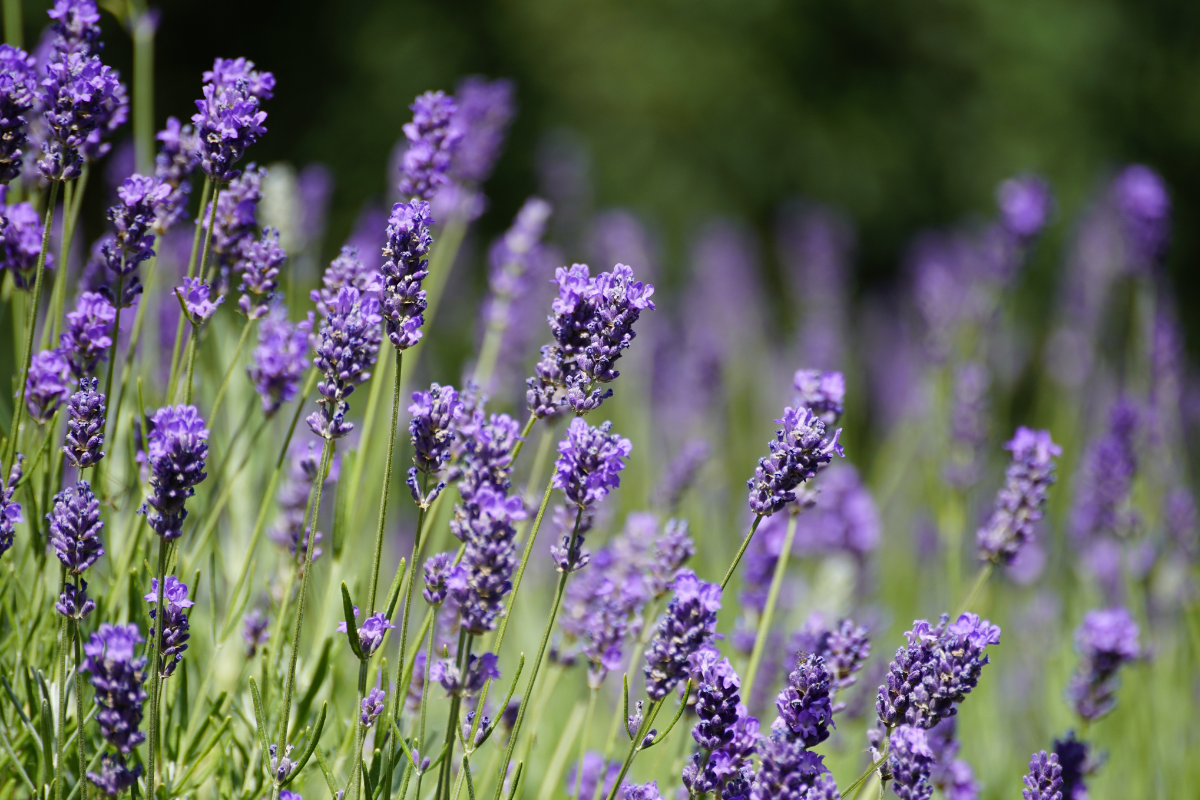 Lavanda in piena fioritura con fiori viola e steli sottili.