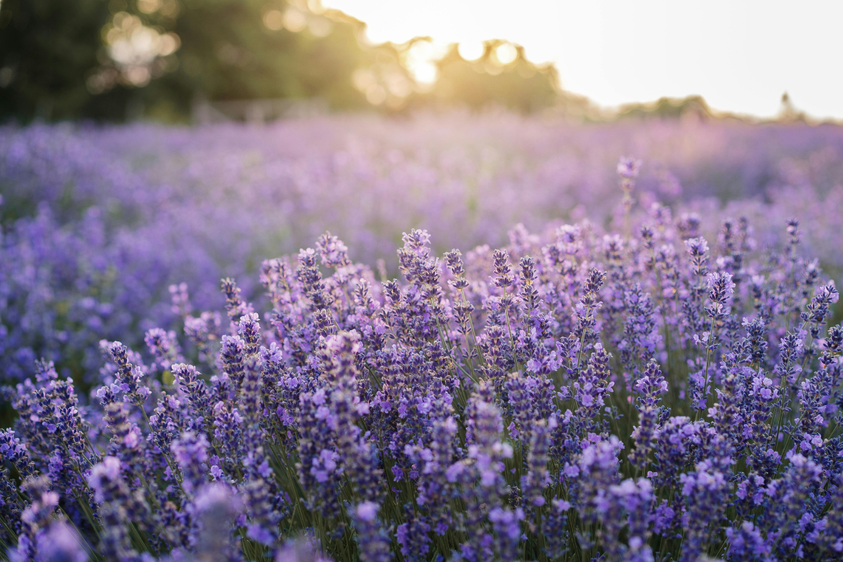 Campo di lavanda in piena fioritura con luce dorata serale.