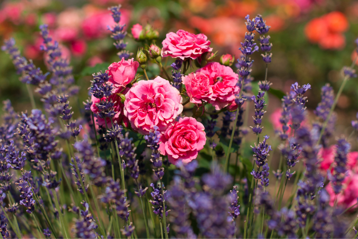 Aiuola con rose rosa e lavanda viola in piena fioritura.