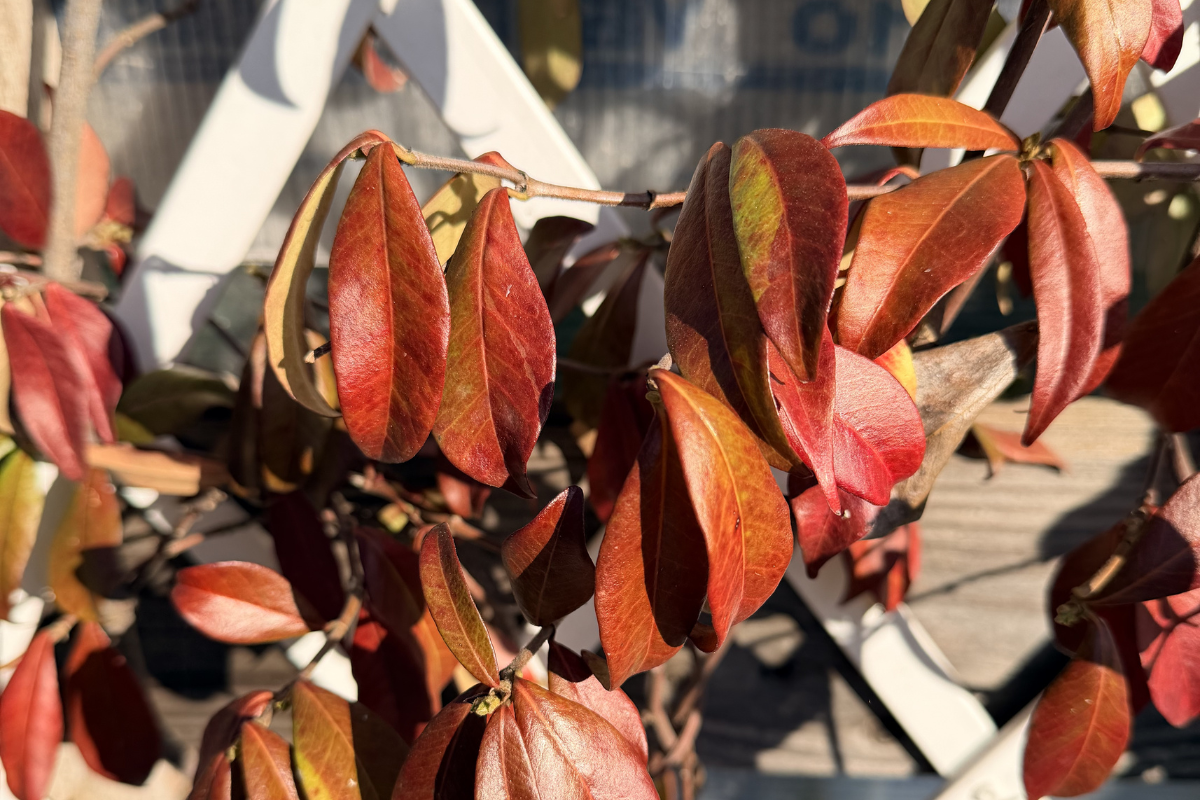 Dettaglio di falso gelsomino con foglie rosse.