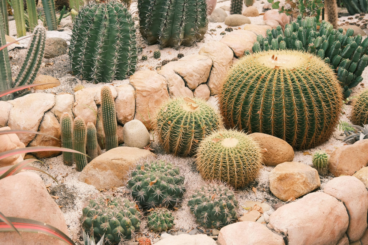 Aiuola xeriscape con cactus, pietre decorative e sabbia.