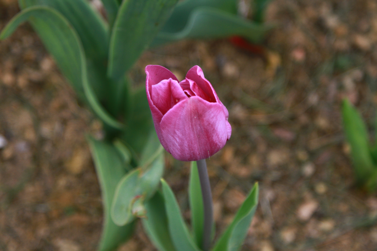 Bulbi per dry garden: quali fioriscono senza irrigazione supplementare