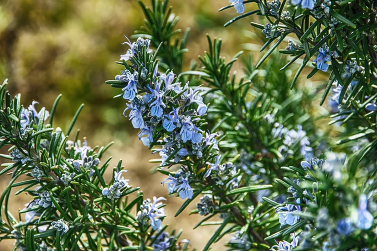Dry garden fiorito: come avere colore tutto l’anno senza annaffiare