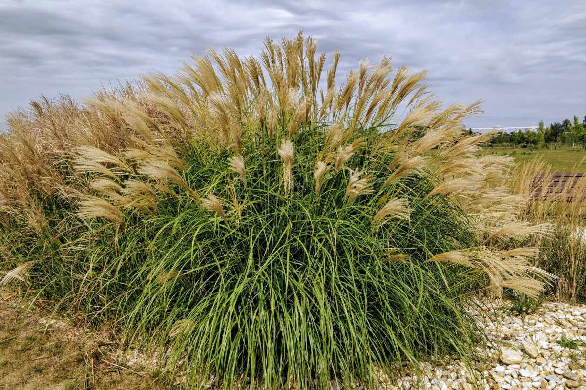 Graminacea Miscanthus con spighe alte mosse dal vento.