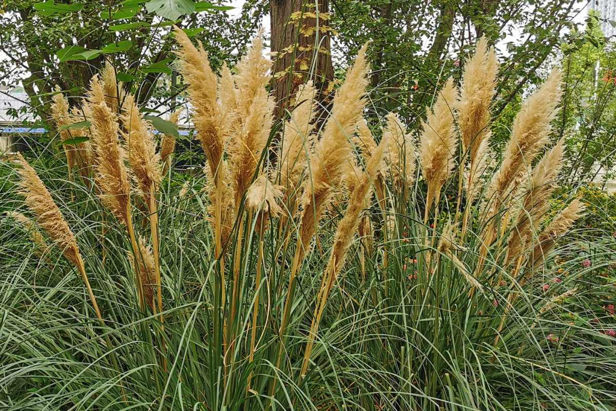 Graminacea ornamentale tipo pampas con alte pannocchie piumose color beige e foglie lunghe e arcuate in giardino.