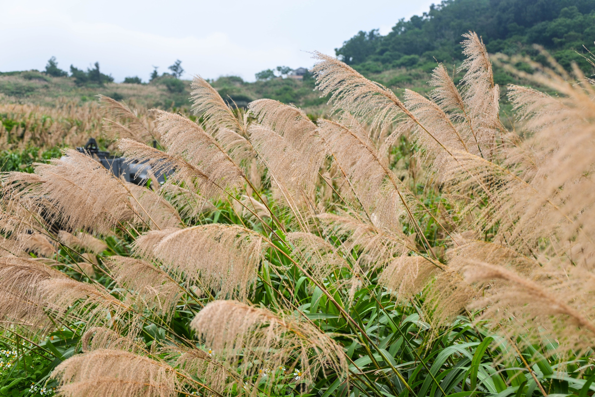 Graminacee ornamentali con lunghe infiorescenze piumose color beige mosse dal vento, in un paesaggio naturale collinare.
