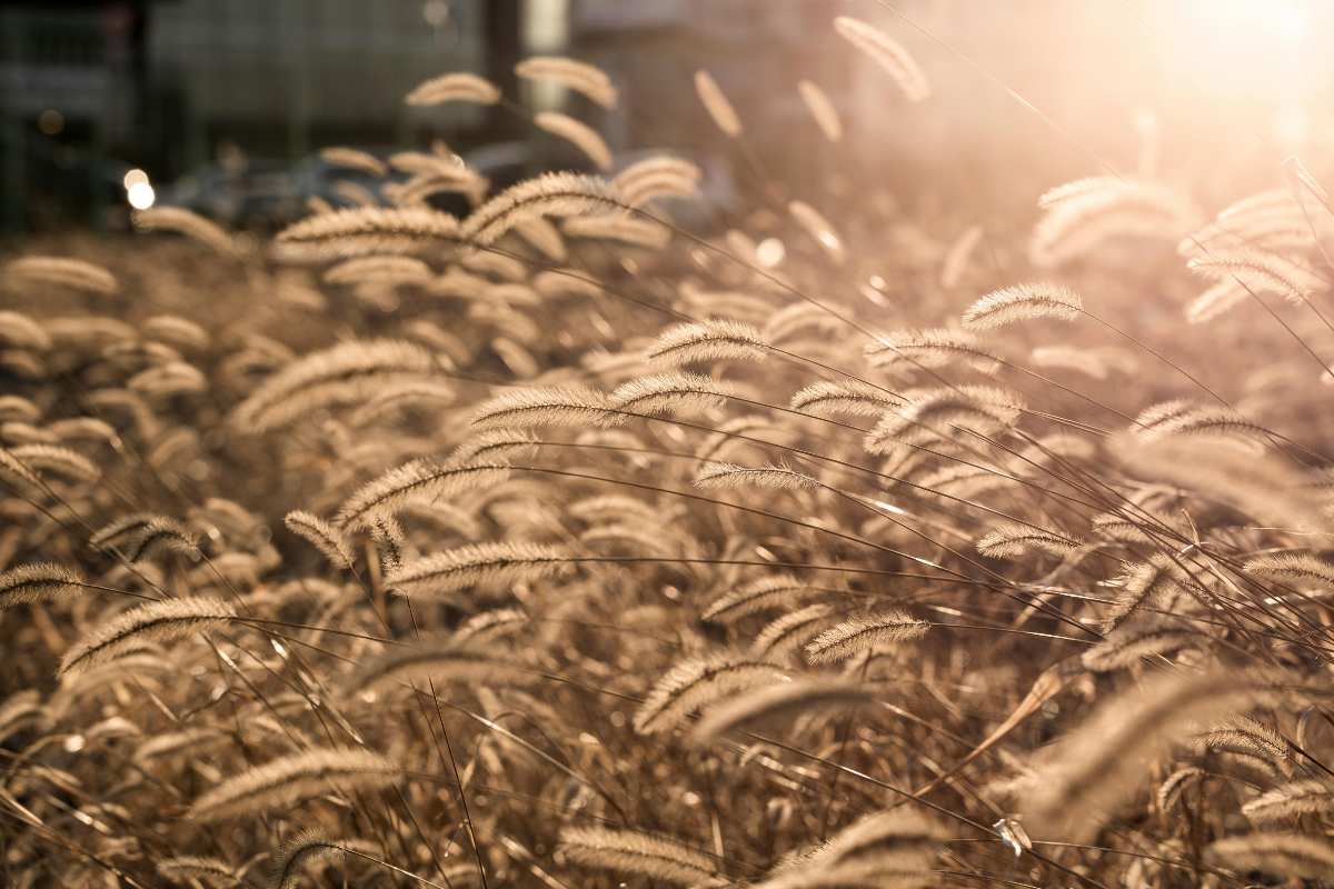 Pennisetum ornamentale con spighe piumose illuminate dalla luce calda del tramonto, in un prato naturale.