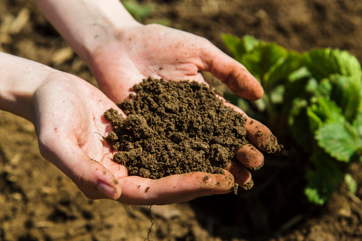 Mani che tengono terriccio fertile in primo piano, con pianta verde nell’orto sullo sfondo.