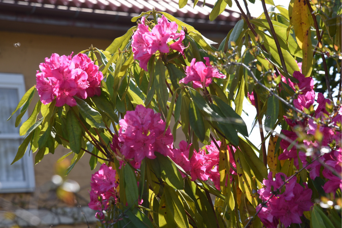 Rododendro in fiore con grappoli di fiori rosa vivaci tra foglie verdi lucide, illuminato dal sole in giardino.