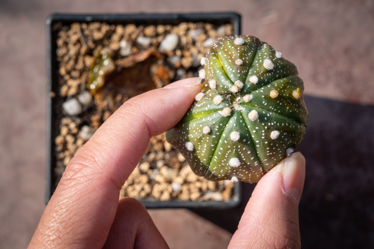 Mano che tiene un piccolo cactus Astrophytum con puntinature bianche, in vaso con substrato drenante.