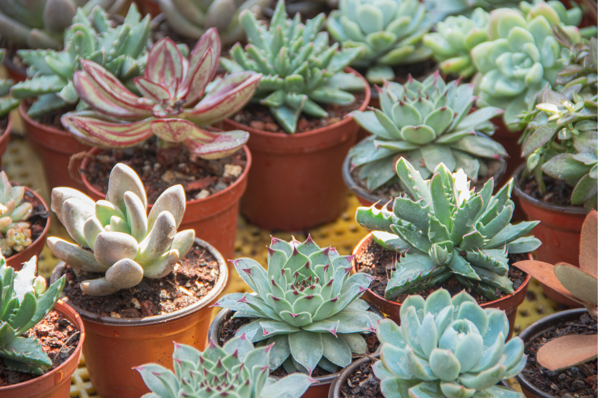 Collezione di piante succulente in piccoli vasi, con diverse forme e tonalità di verde e grigio, su superficie luminosa.