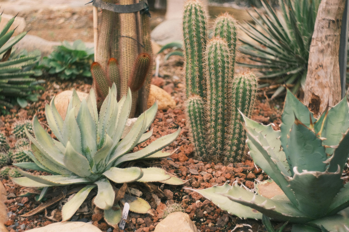 Aiuola desertica con cactus colonnari e agavi tra ghiaia e pietre, in giardino arido.