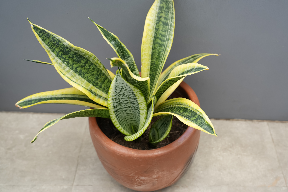 Sansevieria variegata in vaso di terracotta, con foglie verdi bordate di giallo su sfondo neutro.