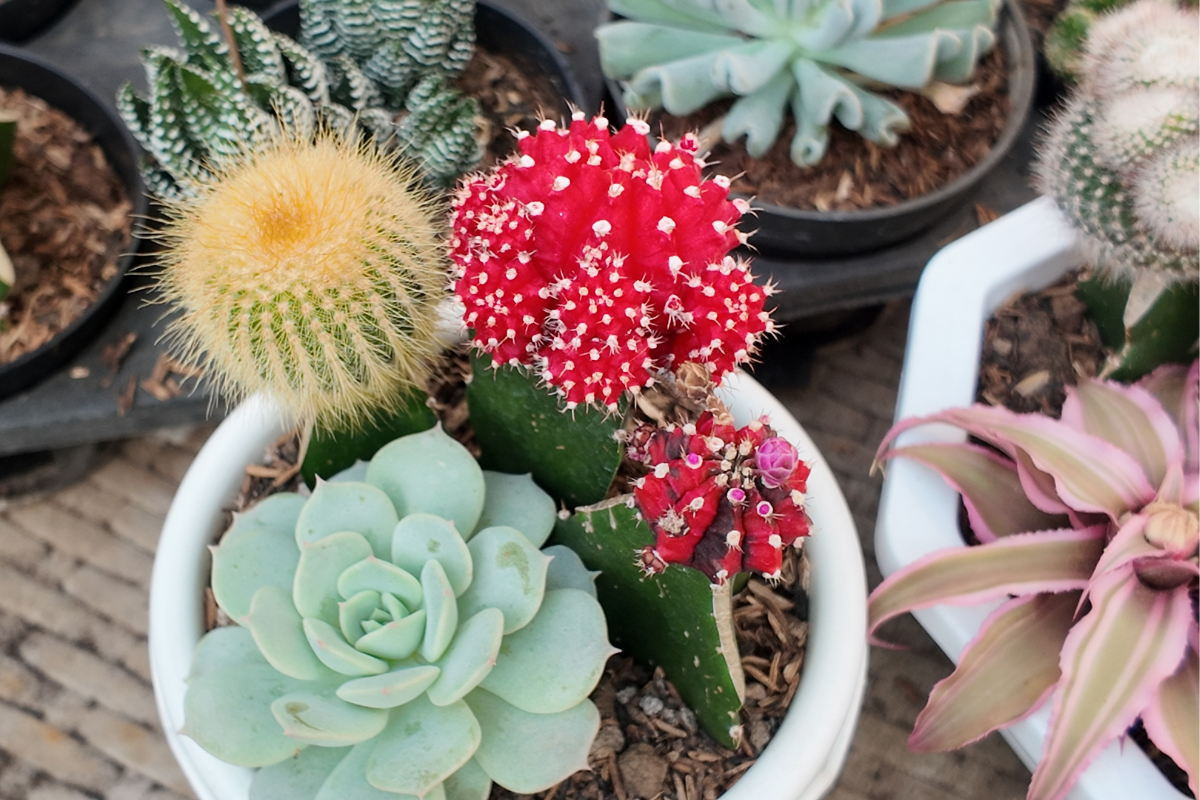 Composizione di cactus e succulente in vaso, con cactus innestato rosso brillante e rosette verdi.