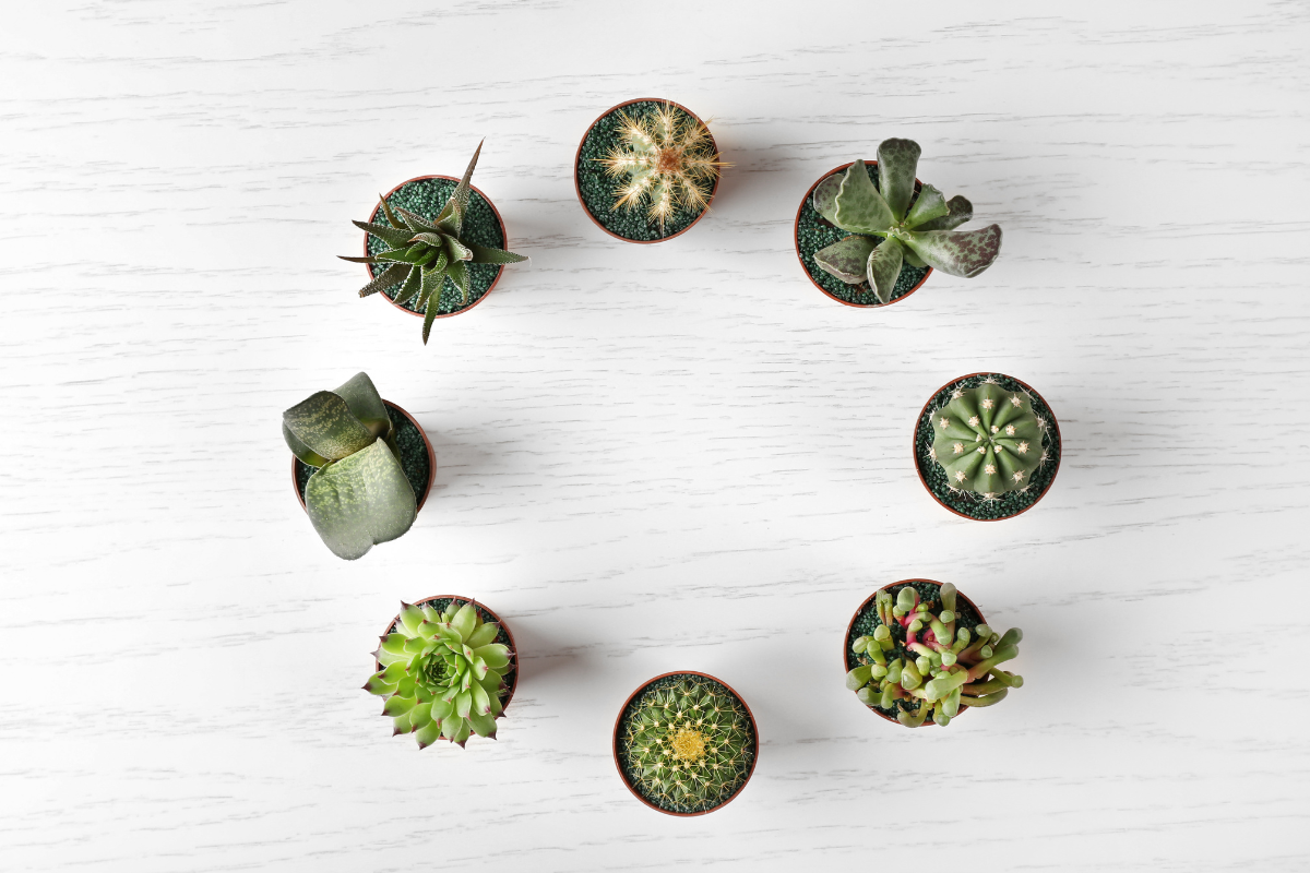 Piccoli cactus disposti in cerchio su sfondo chiaro, visti dall’alto con forme e texture diverse.