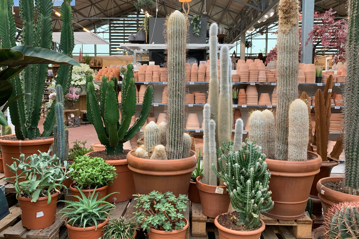 Esposizione di cactus e succulente in vasi di terracotta in vivaio, con varietà di forme colonnari e compatte.
