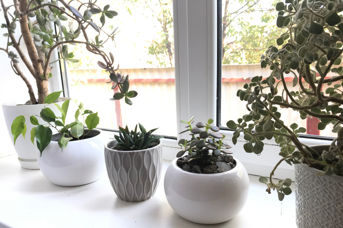 Piante da interno in piccoli vasi decorativi su davanzale luminoso, con luce naturale e sfondo esterno sfocato.