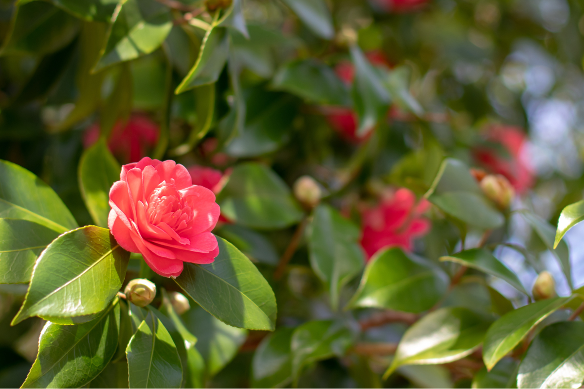 Fiore di camelia rosso tra foglie verdi lucide, illuminato dalla luce naturale in giardino.