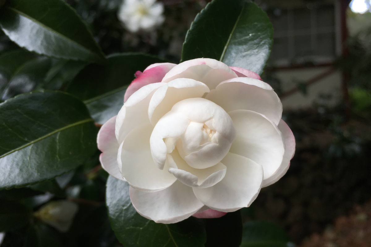Come concimare la camelia: quale fertilizzante e quando applicarlo