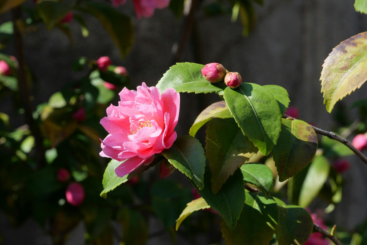 Camelia rosa in fiore con boccioli e foglie verdi lucide, illuminata dal sole in giardino.