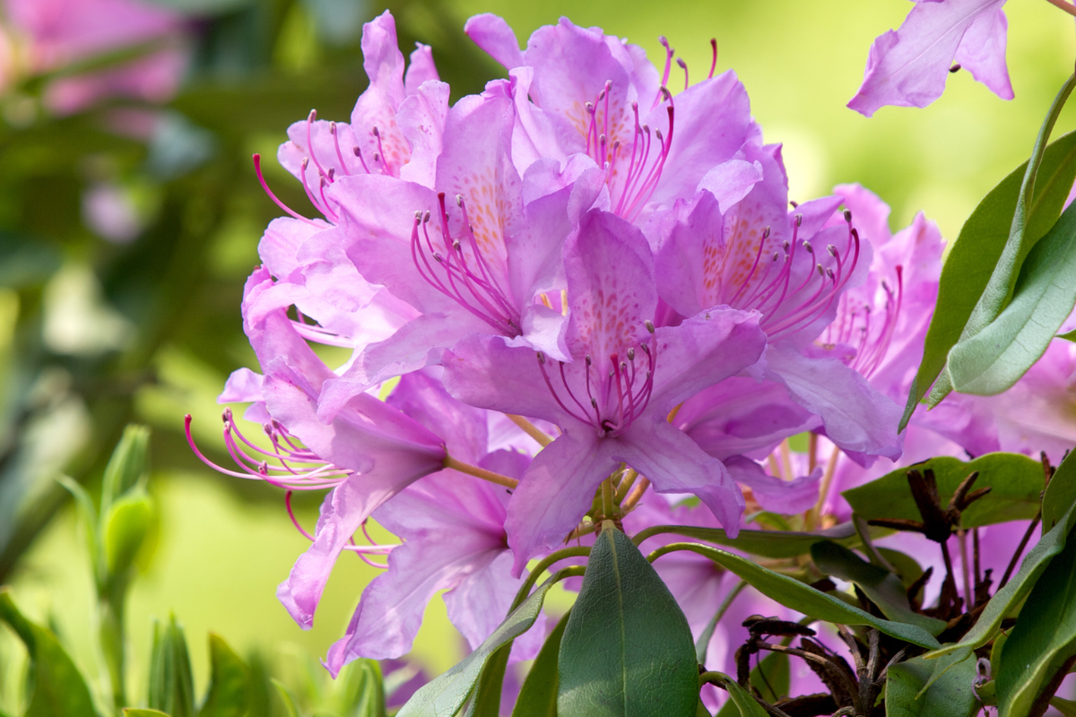 Rododendro rosa in fiore con stami evidenti, tra foglie verdi su sfondo naturale sfocato.