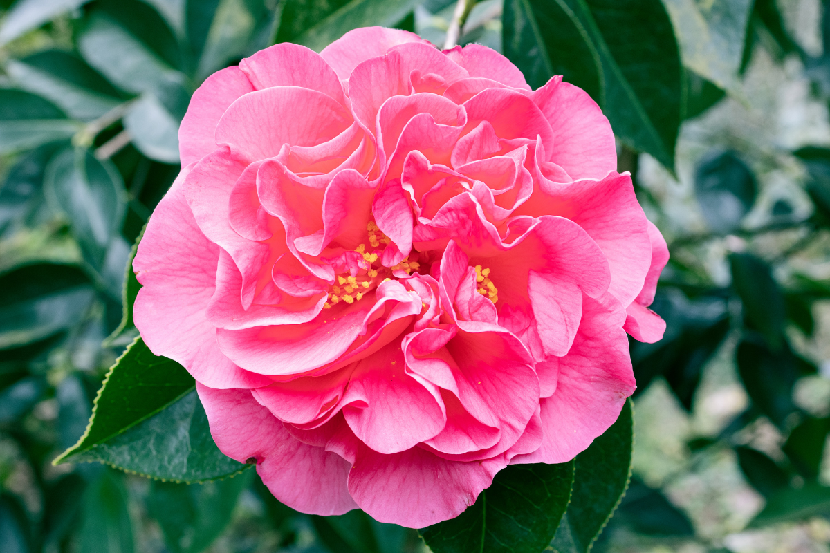 Camelia rosa in primo piano con petali arricciati su sfondo verde.
