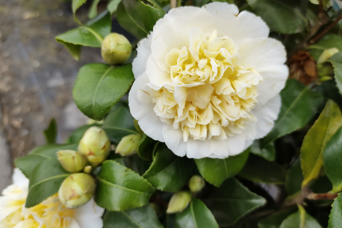 Camelia bianca in fiore con petali pieni e boccioli tra foglie verdi lucide.