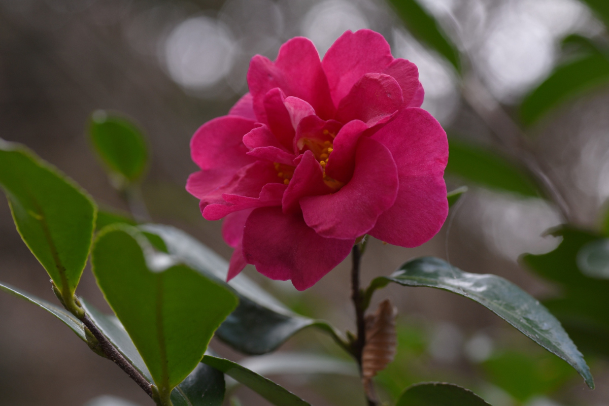 Fiore di camelia rosa intenso in primo piano tra foglie verdi, su sfondo sfocato.