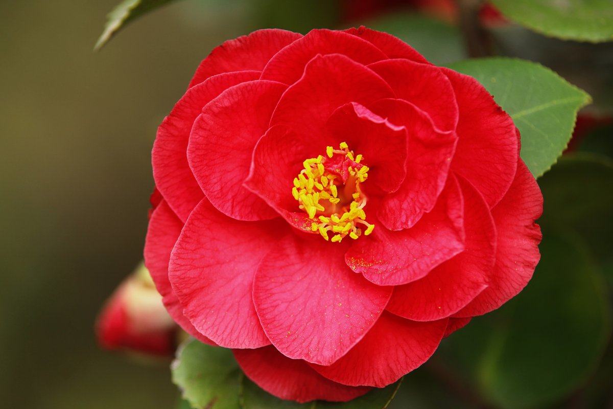 Camelia rossa in fiore con centro giallo su sfondo verde sfocato.