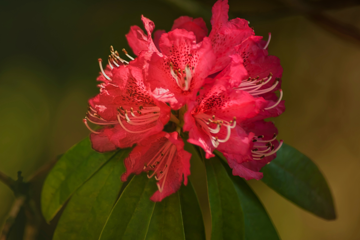 Rododendro rosso in fiore con stami evidenti, su sfondo verde sfocato.