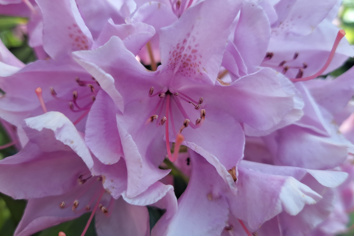 Rododendro rosa in primo piano con petali maculati e stami evidenti.