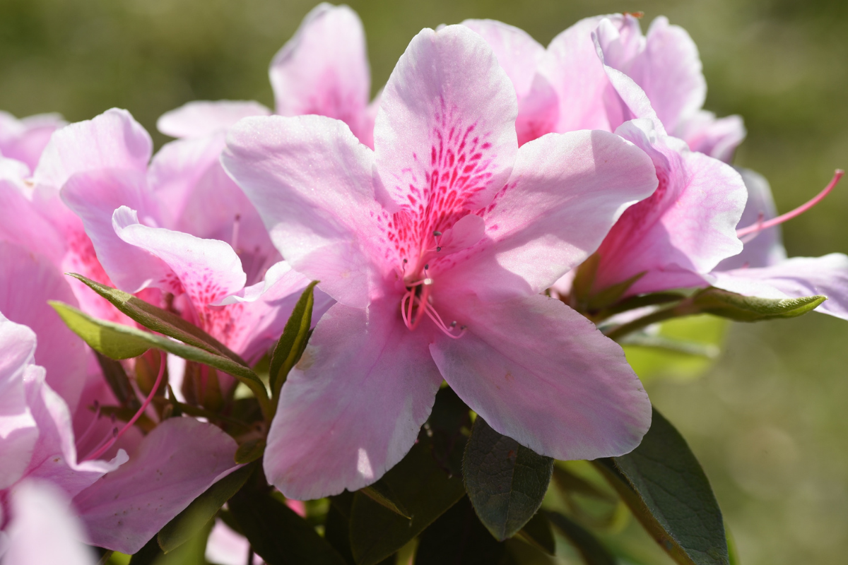 Azalea rosa chiaro in fiore con petali maculati e stami visibili, in primo piano su sfondo sfocato.