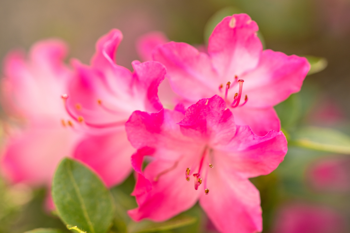Azalea rosa in fiore con petali sfumati e stami evidenti, su sfondo verde sfocato.