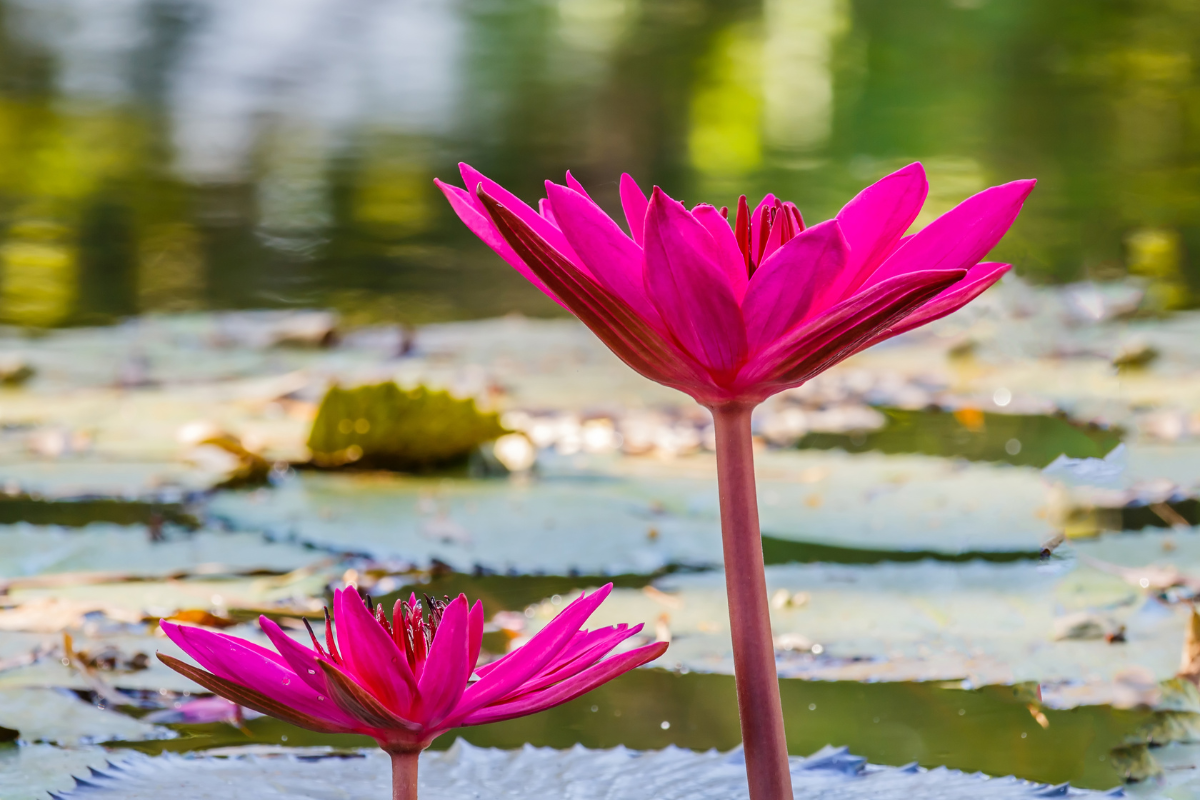 Fiori di ninfea rosa su acqua con foglie galleggianti, in ambiente naturale.