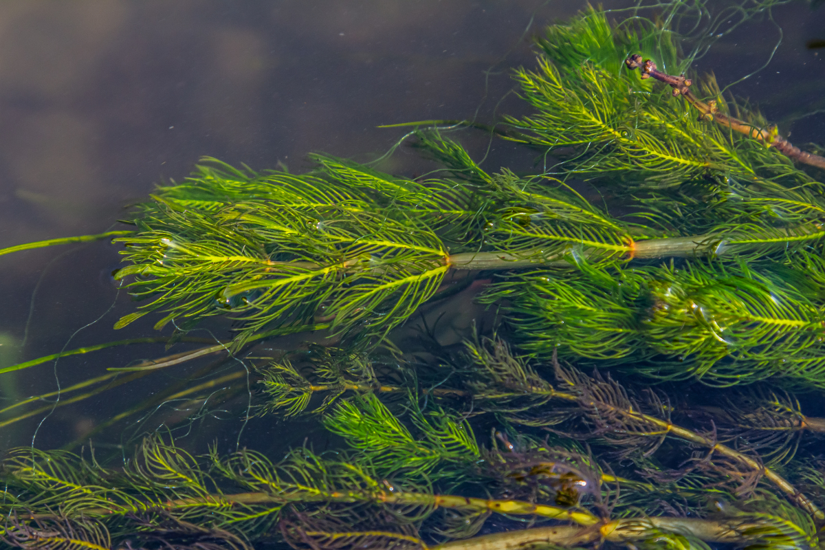 Pianta acquatica coda di volpe (Ceratophyllum demersum) con foglie sottili e filiformi immerse in acqua.
