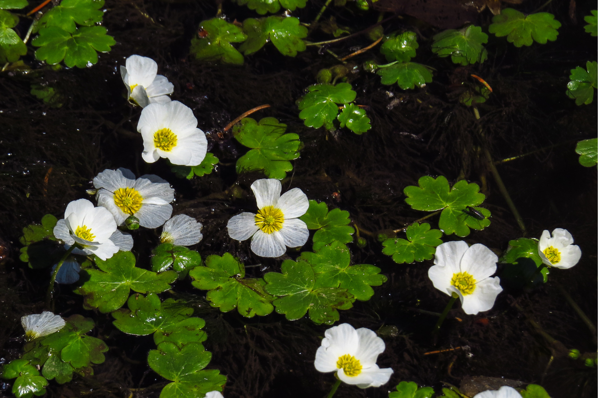 Ranunculus aquatilis (ranuncolo acquatico) con piccoli fiori bianchi e centro giallo tra foglie galleggianti sull’acqua.