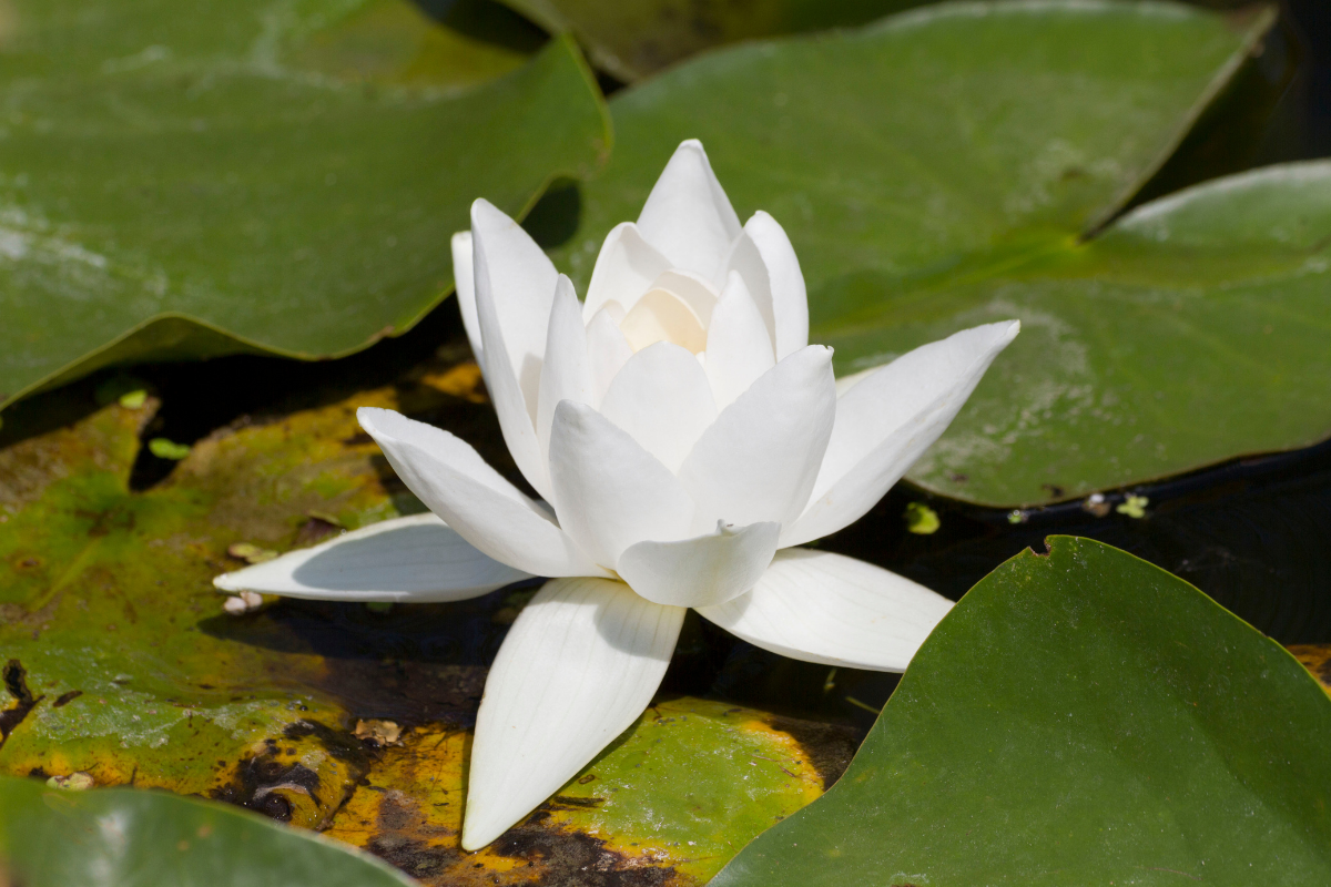 Fiore di ninfea bianca in primo piano tra foglie verdi galleggianti sull’acqua.