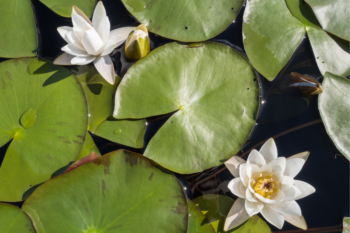 Foglie di ninfea galleggianti con fiori bianchi su superficie d’acqua.