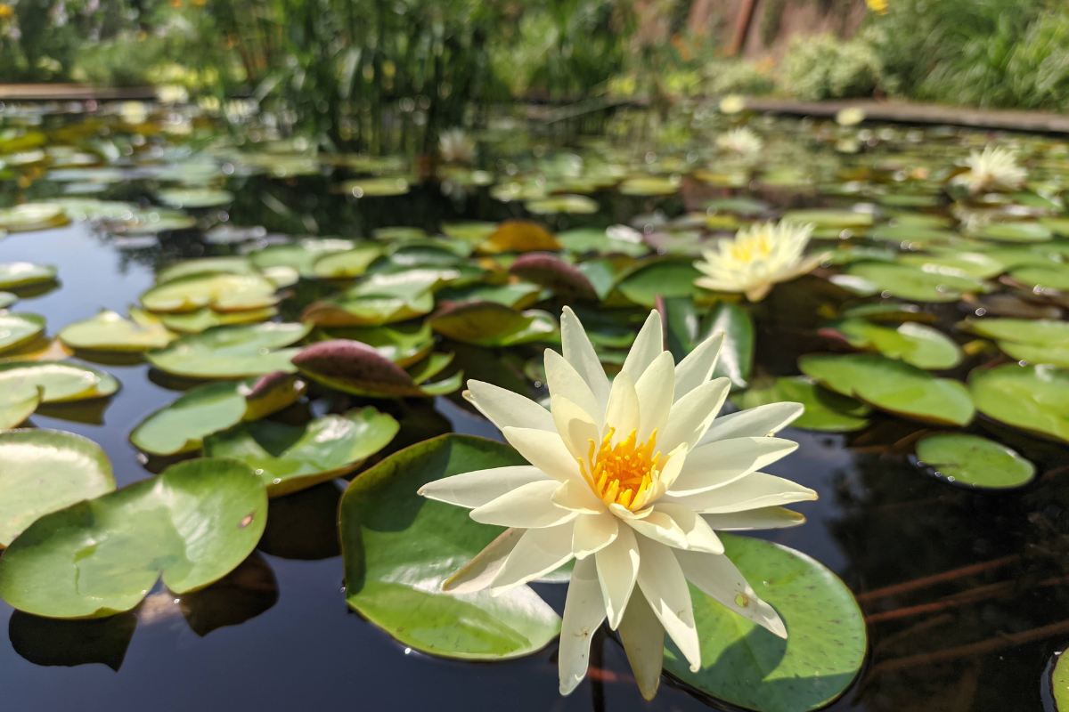 Ninfea bianca in fiore tra foglie galleggianti su superficie d’acqua in laghetto.
