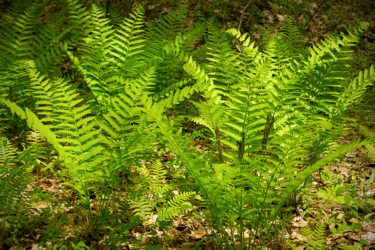 Felci verdi con fronde leggere e dentellate in sottobosco ombreggiato.