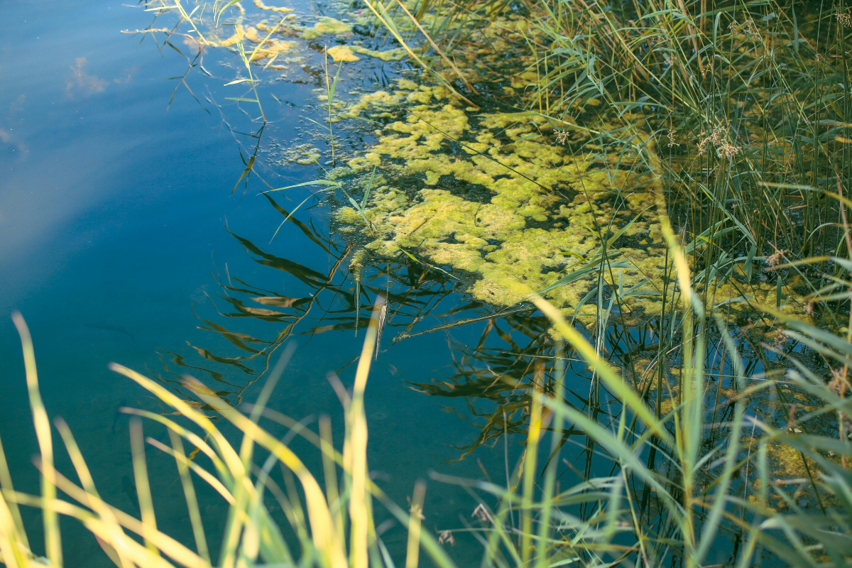 Vegetazione acquatica con alghe e piante sommerse lungo il bordo di uno stagno.