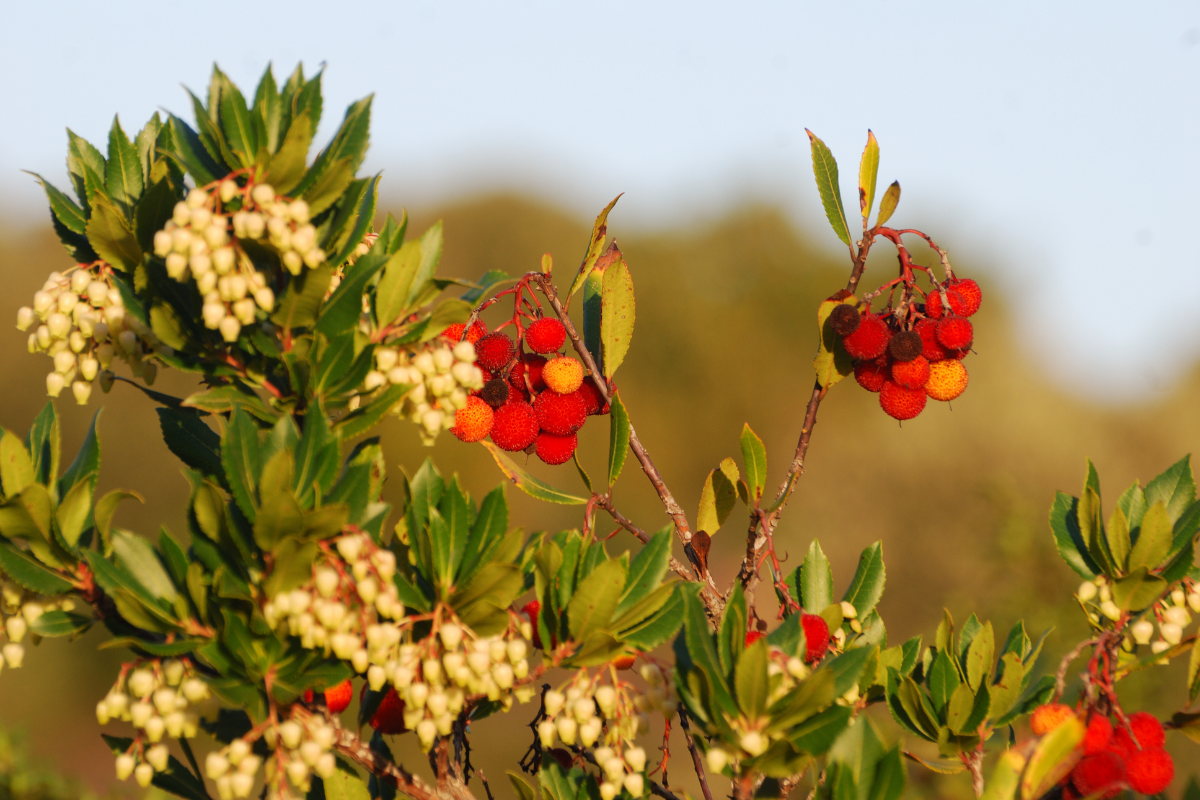Rami di corbezzolo (Arbutus unedo) con bacche rosse mature e fiori bianchi campanulati, su foglie verdi illuminate dalla luce calda del sole.