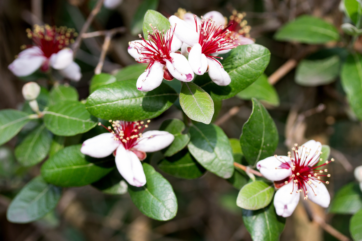 Fiori bianchi e rossi di feijoa (Acca sellowiana) su fogliame verde lucido, dettaglio della fioritura ornamentale in primo piano.